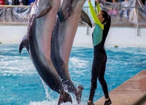 Билеты в дельфинарий Дубая
