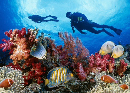 Природа и животный мир Египта, связанный с морем – сокровища Красного моря