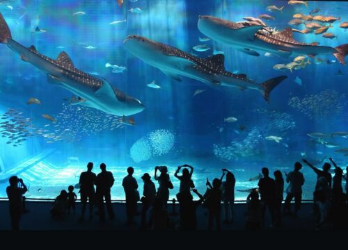 Семейные экскурсии с детьми в Египте: безопасно, увлекательно и незабываемо