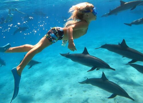🐬 Плавание с дельфинами в Хургаде — полное руководство для путешественников
