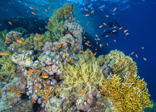 Уникальные природные локации Красного моря: гид по неповторимой флоре и фауне