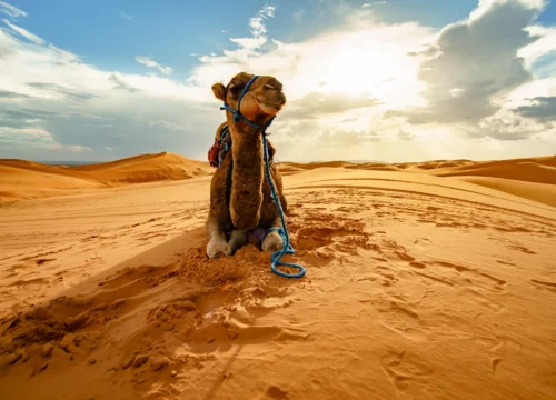 Сафари в пустыне Хургады: квадроциклы, верблюды и закат 🏜️